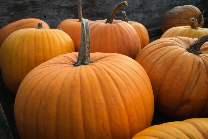 halloween display pumpkin